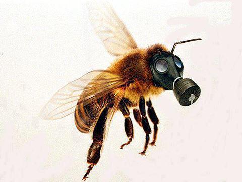 gas masked bee